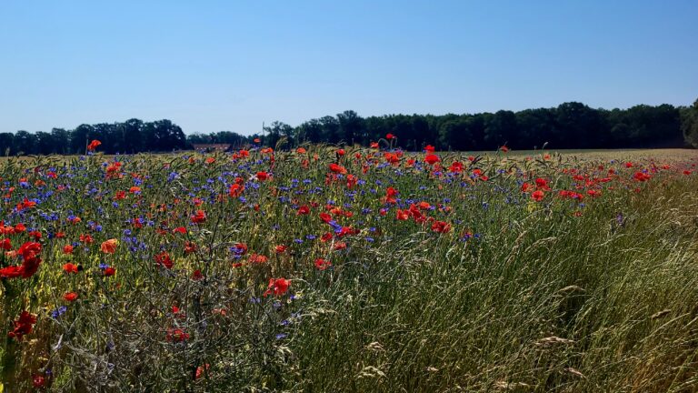 Linnerheide akkercomplex Hoeve de Postberg