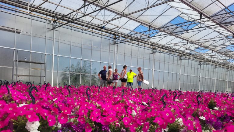 Kwekerij Knippenberg/Eijkenboom, Tophangpotten